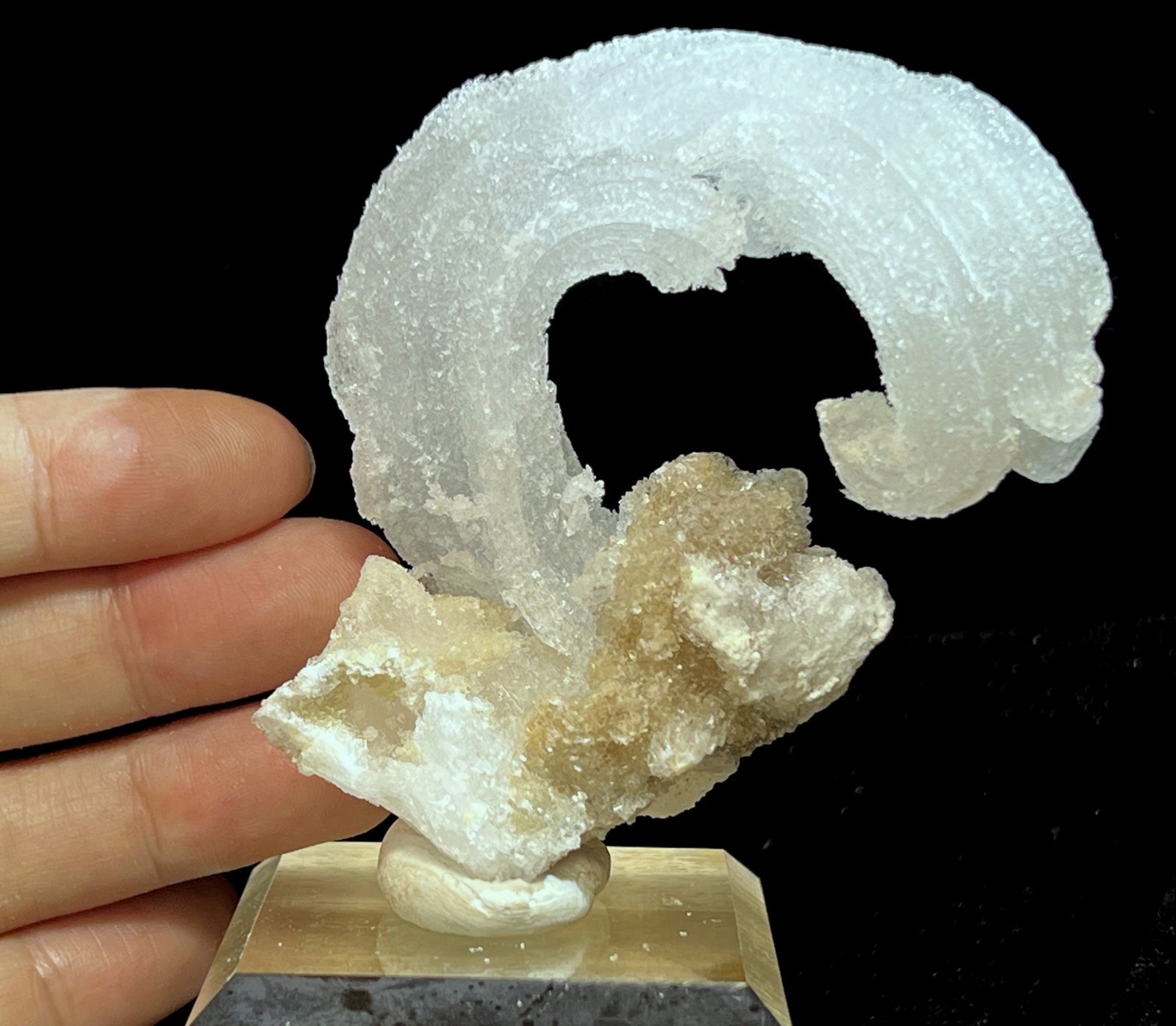 76mm ‘Ram’s Horn’ shape Selenite (Gypsum), Natural Mineral Specimen