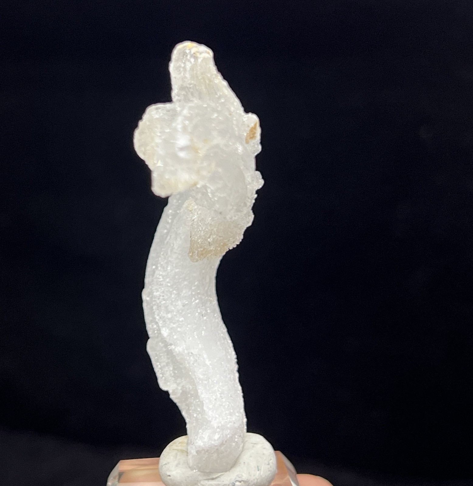 67mm ‘Ram’s Horn’ shape Selenite (Gypsum), Natural Mineral Specimen