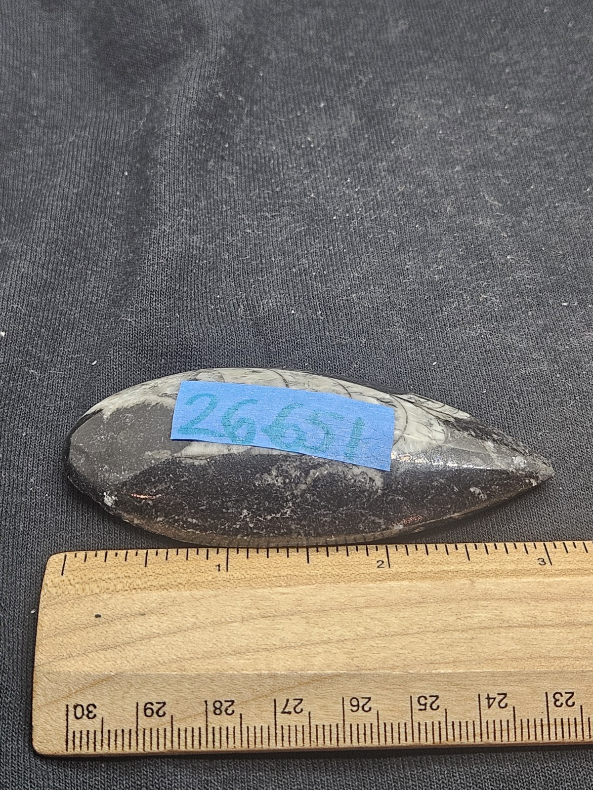 Polished Orthoceras Fossil Palm Stone – Morocco – Devonian Era Cephalopod