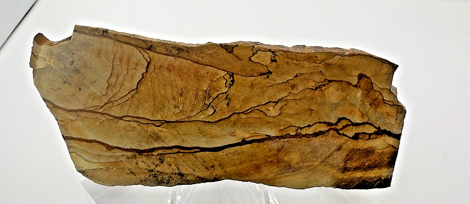 2) Rare Polished Ohwlee Picture Jasper Slab 5.25″ Display Specimen 2.8 oz