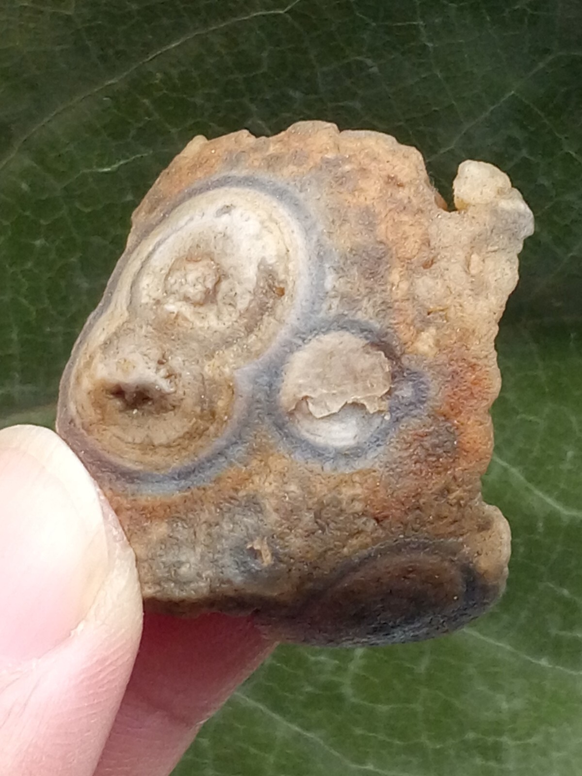 36mm Natural Gobi agate eye agate stone Suiseki-viewing collection china