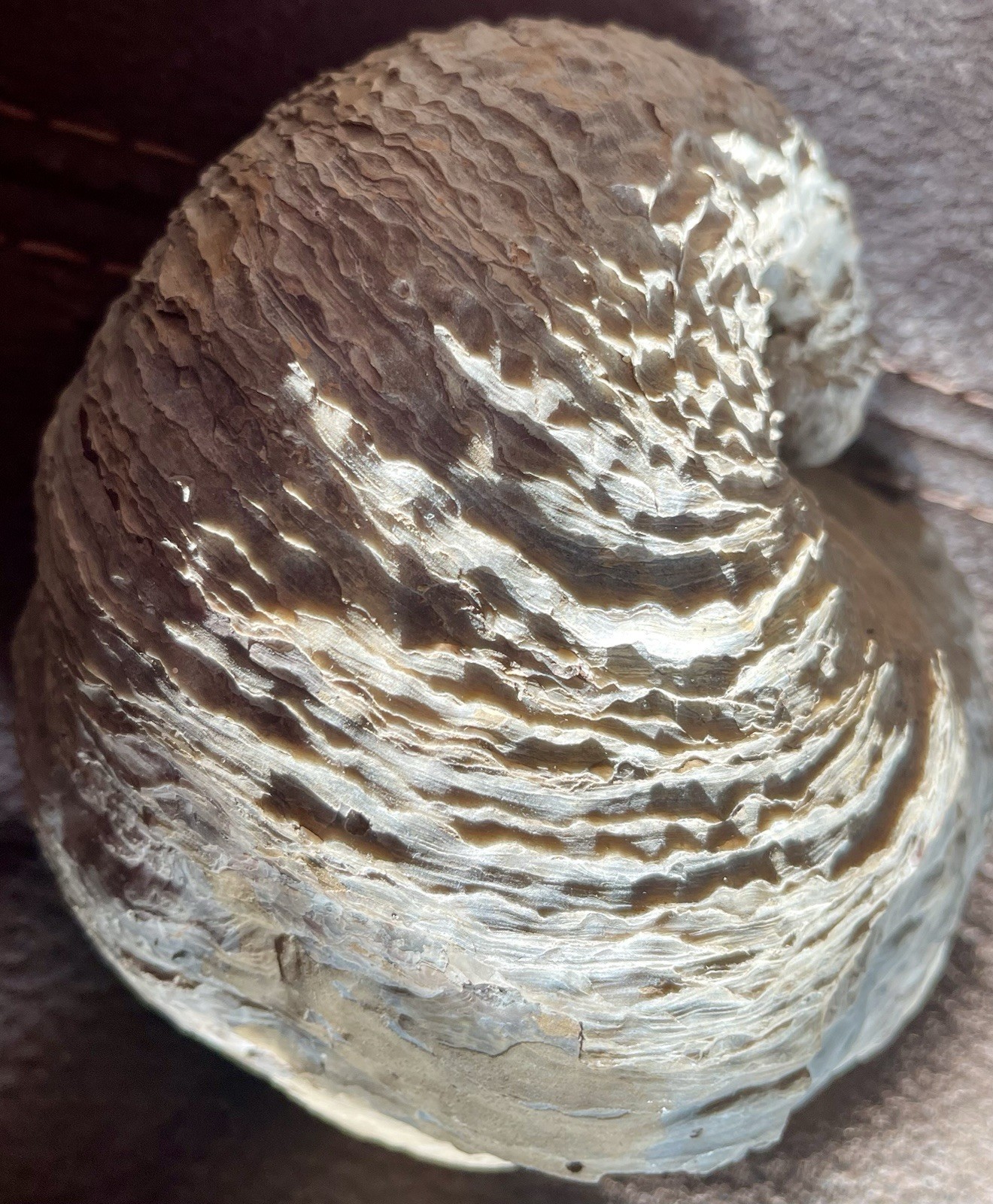 Giant Fossilized Oyster 1/2 Of The Shell 5” 3/16 L x 5” 15/16 L x 2 15/16 W