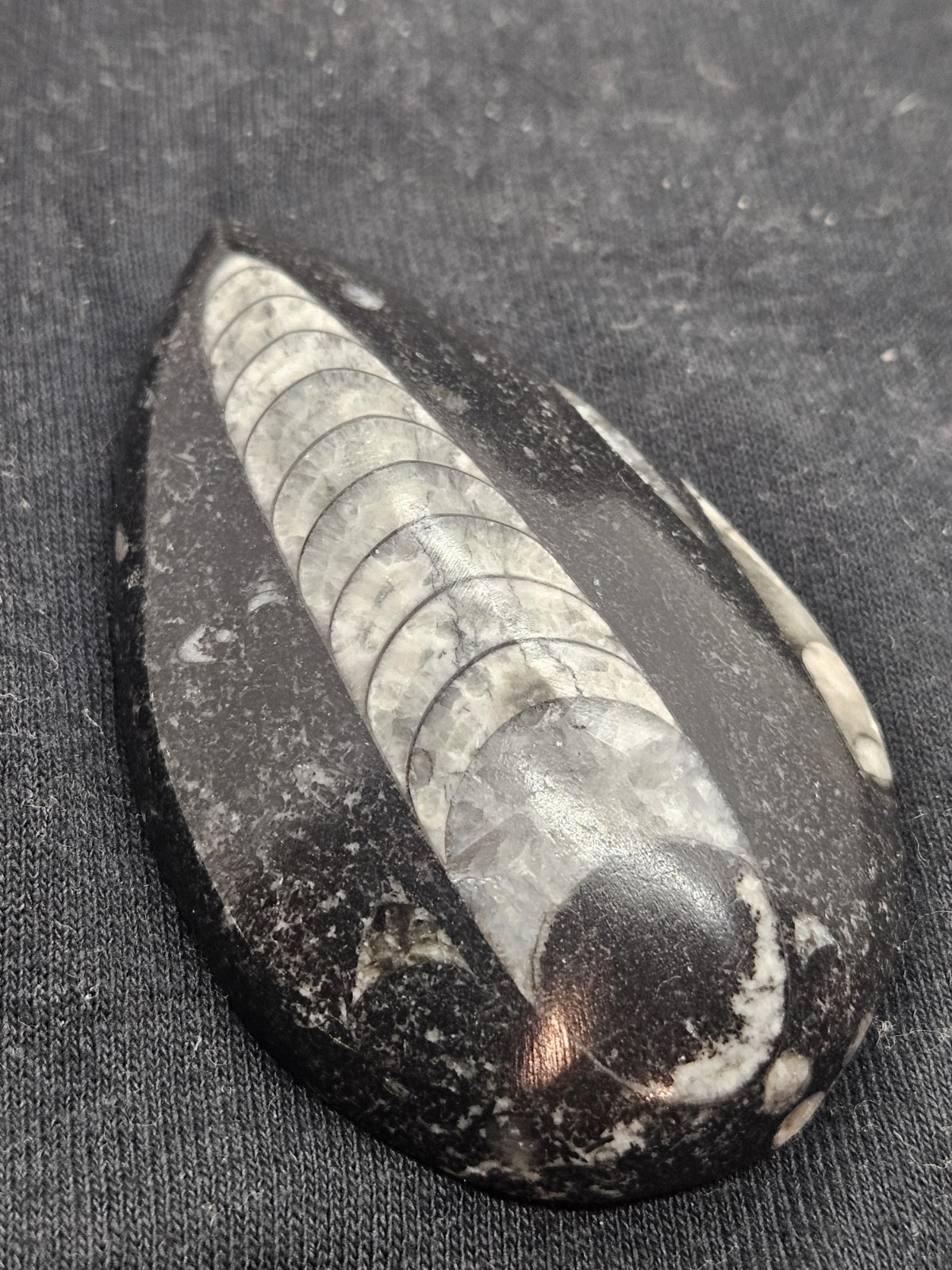 Polished Orthoceras Fossil Palm Stone – Morocco – Devonian Era Cephalopod