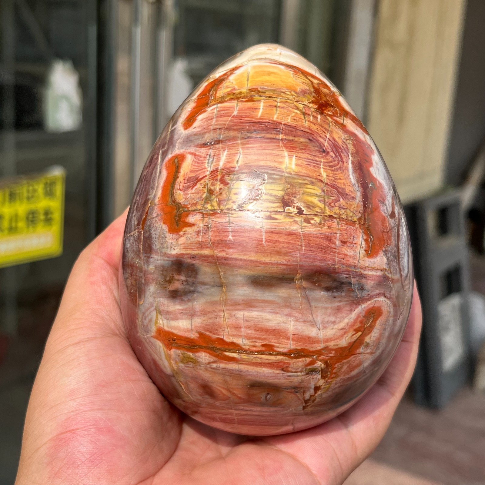 3.28LB Large Amazing Natural Petrified Wood Fossil Stone Egg Crystal Healing