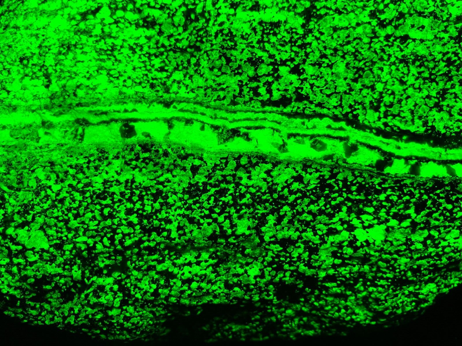 A101 Franklin NJ Fluorescent Willemite Vein 5.25×4.x2.5 in 6.23lb phosphorescent