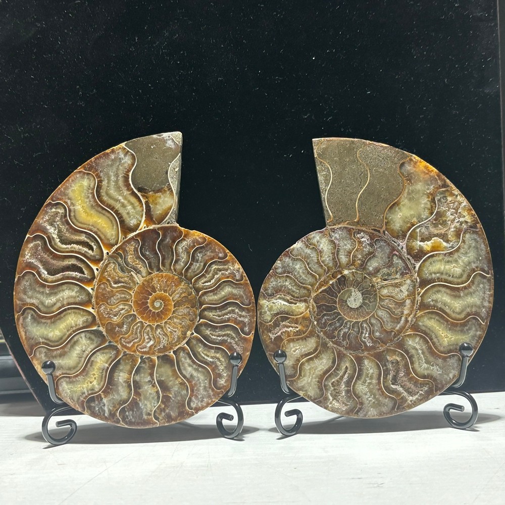 TOP 200G+ Natural ammonite fossil conch crystal specimen healing care 1pc