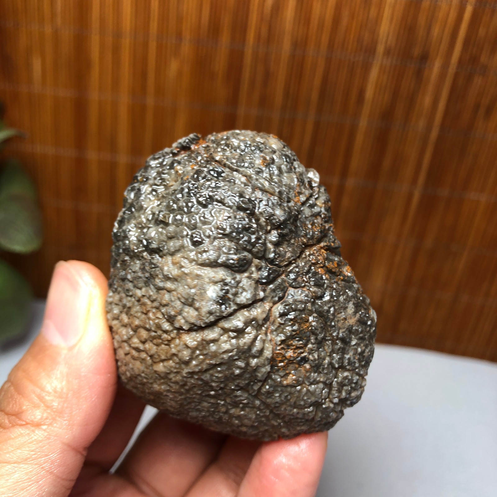56mm Rare Rugose Coral Slab original Actinocyathus Morocco 133g A9418