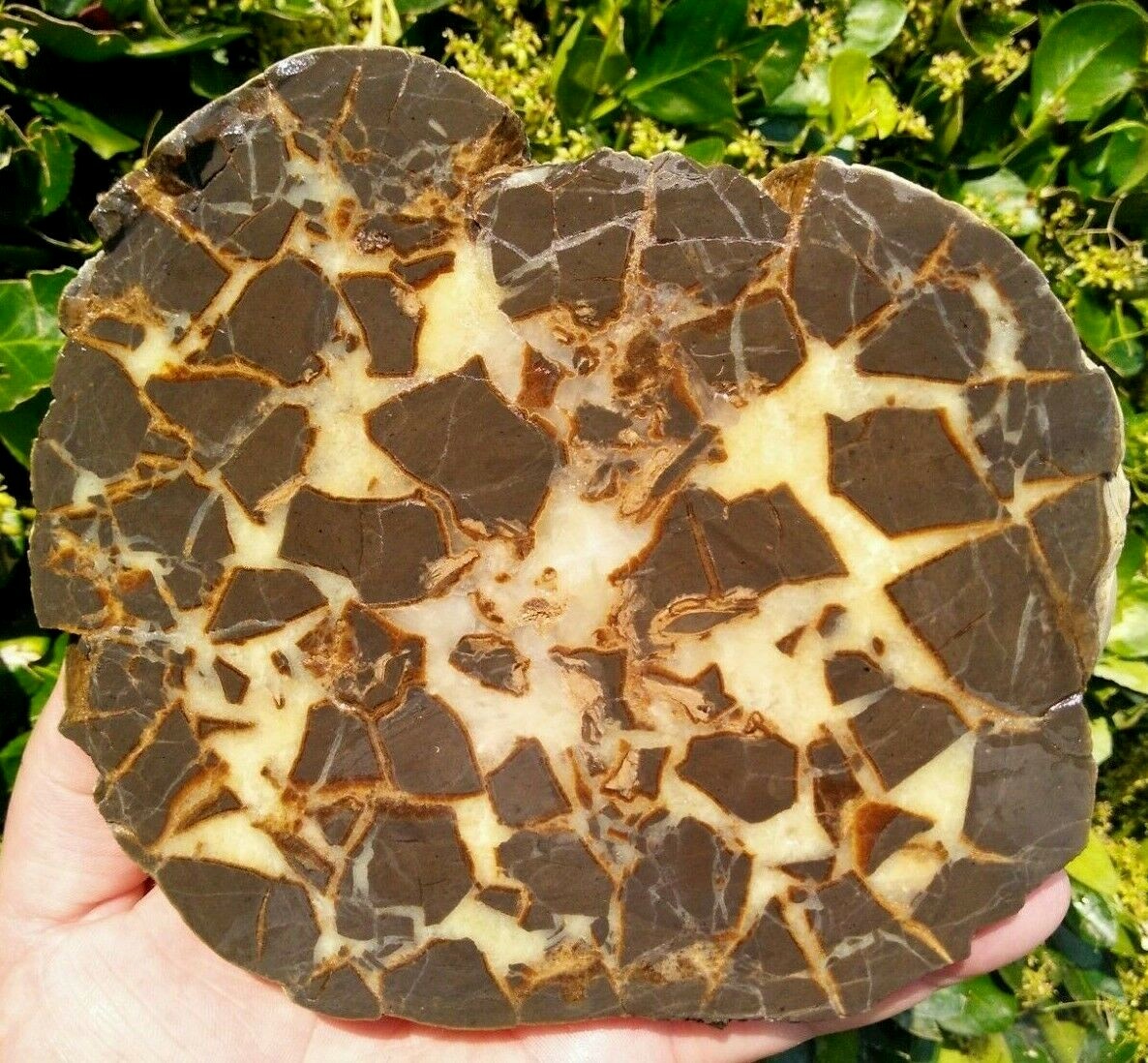 FACE CUT SEPTARIAN NODULE YELLOW CALCITE BRECCIA WHITE CRYSTAL UTAH 3LBS 9.1OZ!