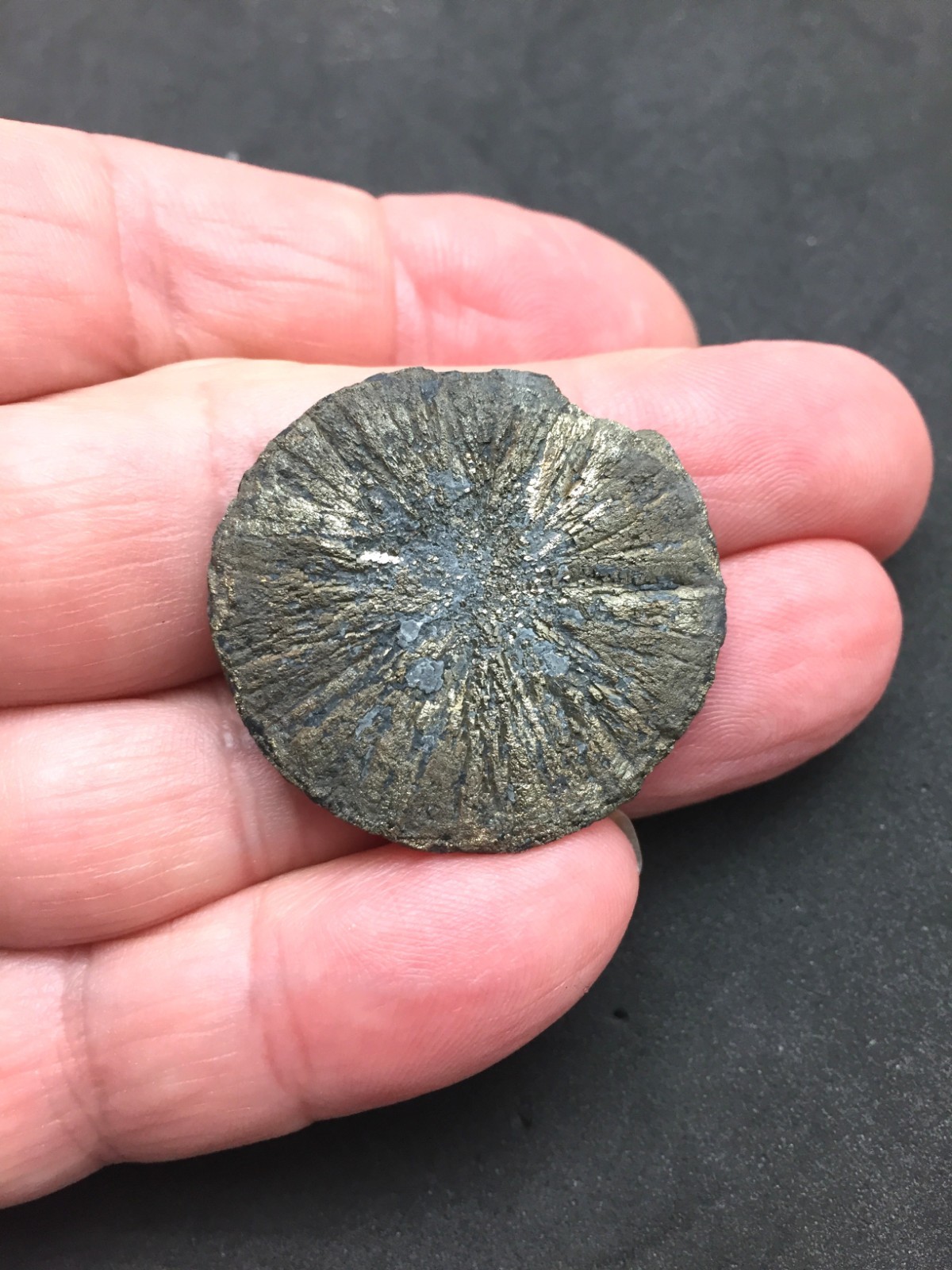 Pyrite Sun Miners Dollar 1 1/4″ Southern Illinois Coal Mine Mineral Specimen IL