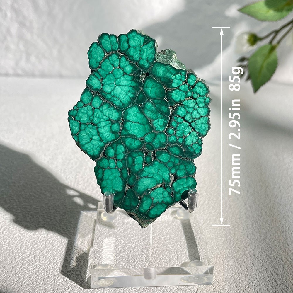 Natural Botryoidal Malachite Slice Crystal Specimen With Acrylic Stand 85g