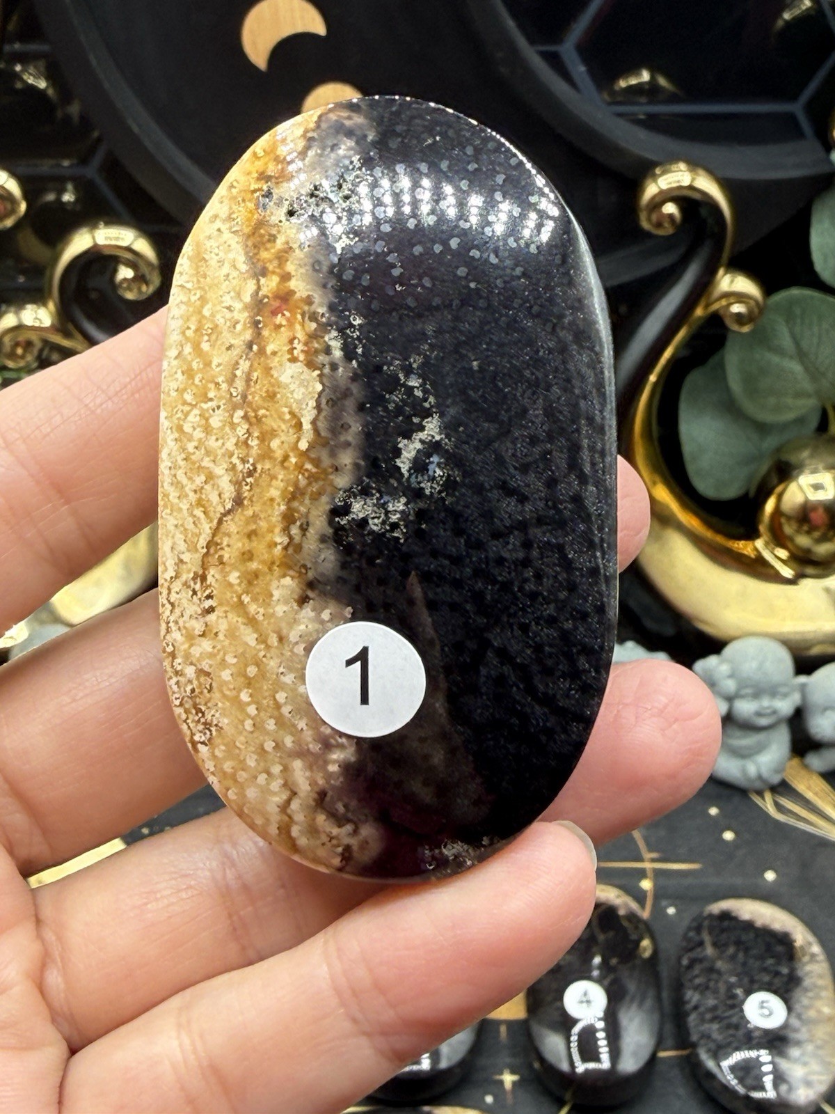 Natural Indonesian Palm Root Palmstones Fossilised Wood Free shipping