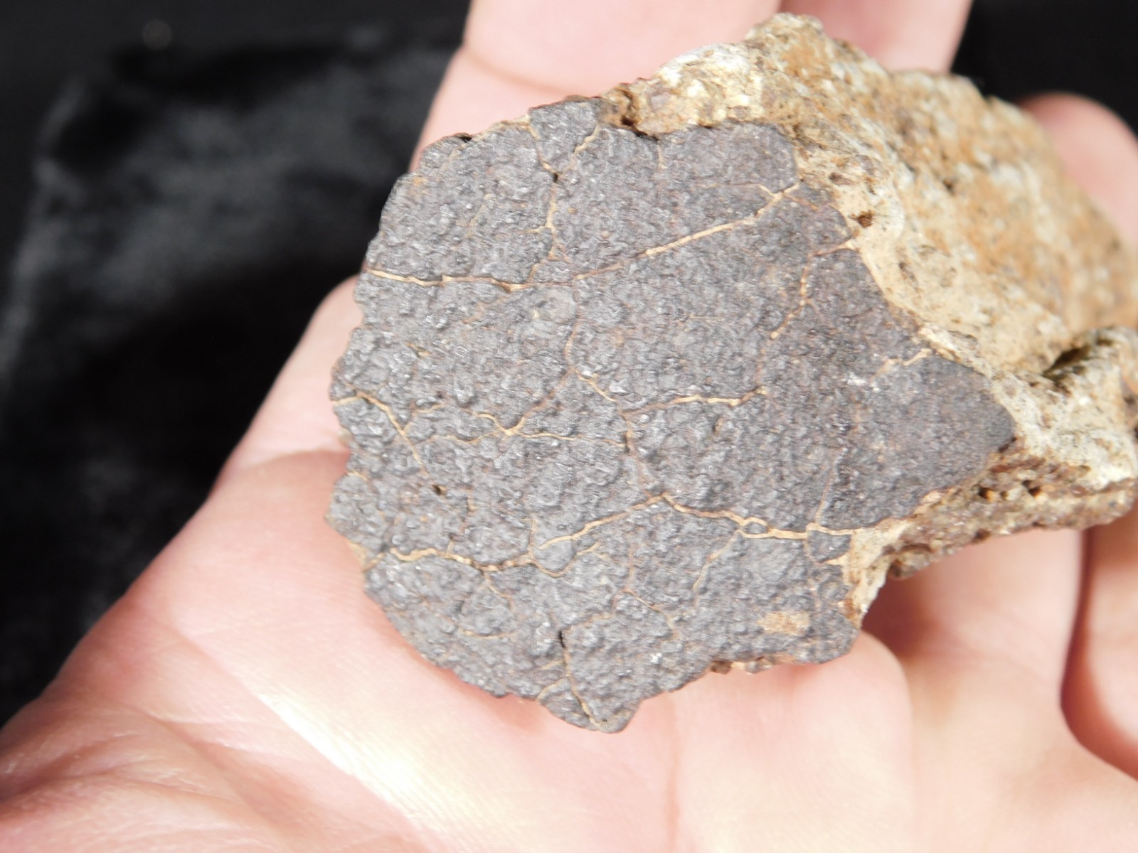 Classified NWA 8245 METEORITE Spots of Dark Fusion Crust! Erfoud, Morocco 136gr