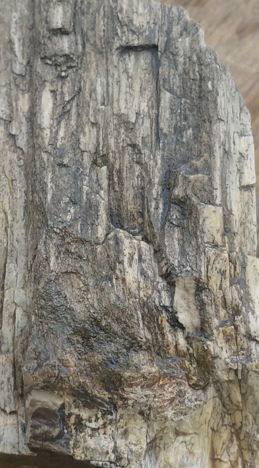 Petrified Wood 4lbs 9.5oz Limb Quartz Replaced Bark UV+ Henry Mountains UT Displ