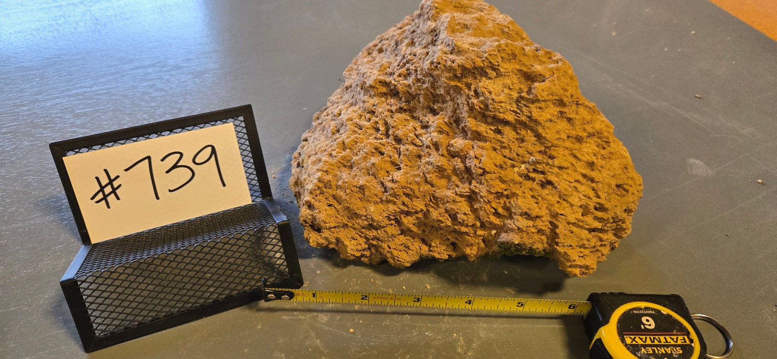 7″ Medium Pumice Stone Floating Natural Rock Carnivorous Succulent Garden #739