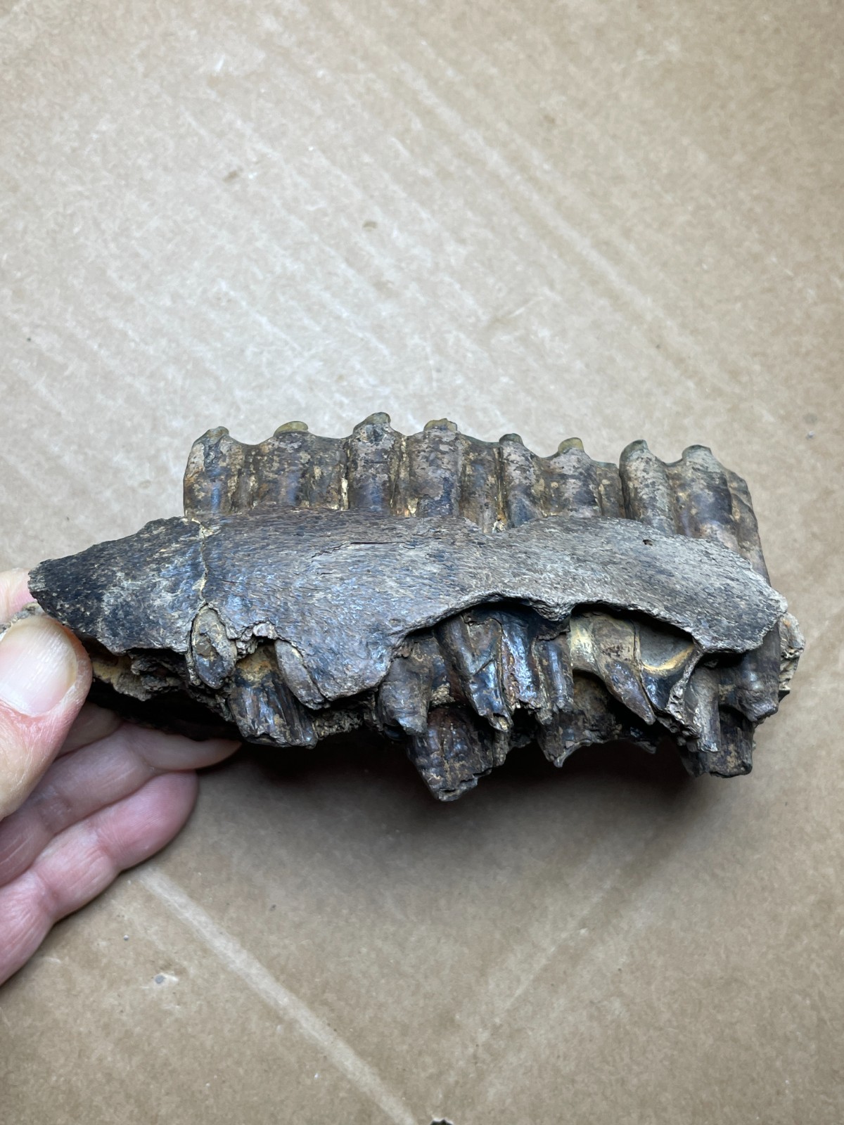 300g Beautiful Ice Age tooth collection