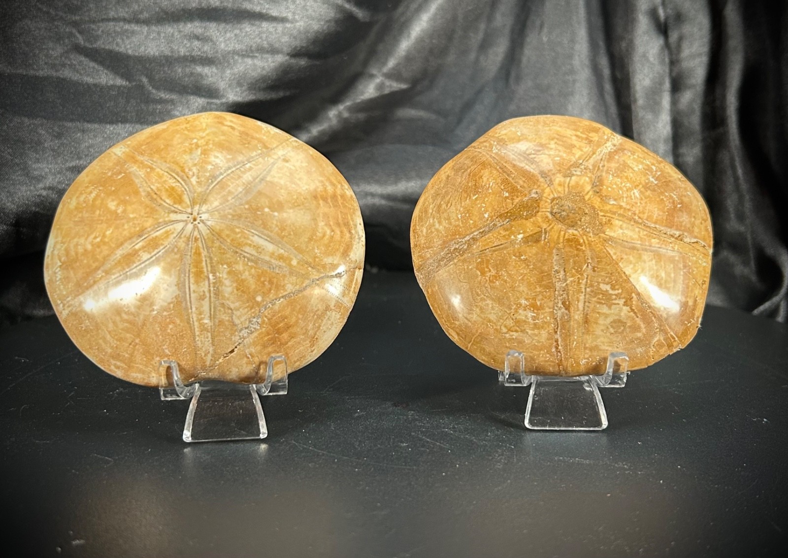 2 Fossil Echinoid Sand Dollars With Acrylic Stands (292 Grams)