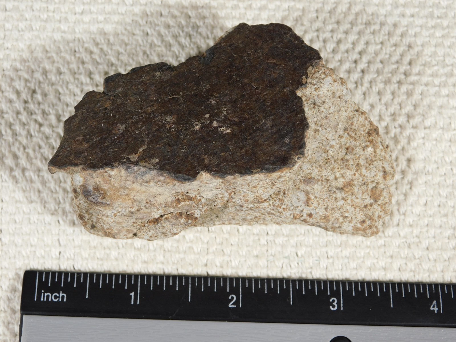 Larger! Classified NWA 8245 METEORITE 100% Natural! Erfoud, Morocco 184gr