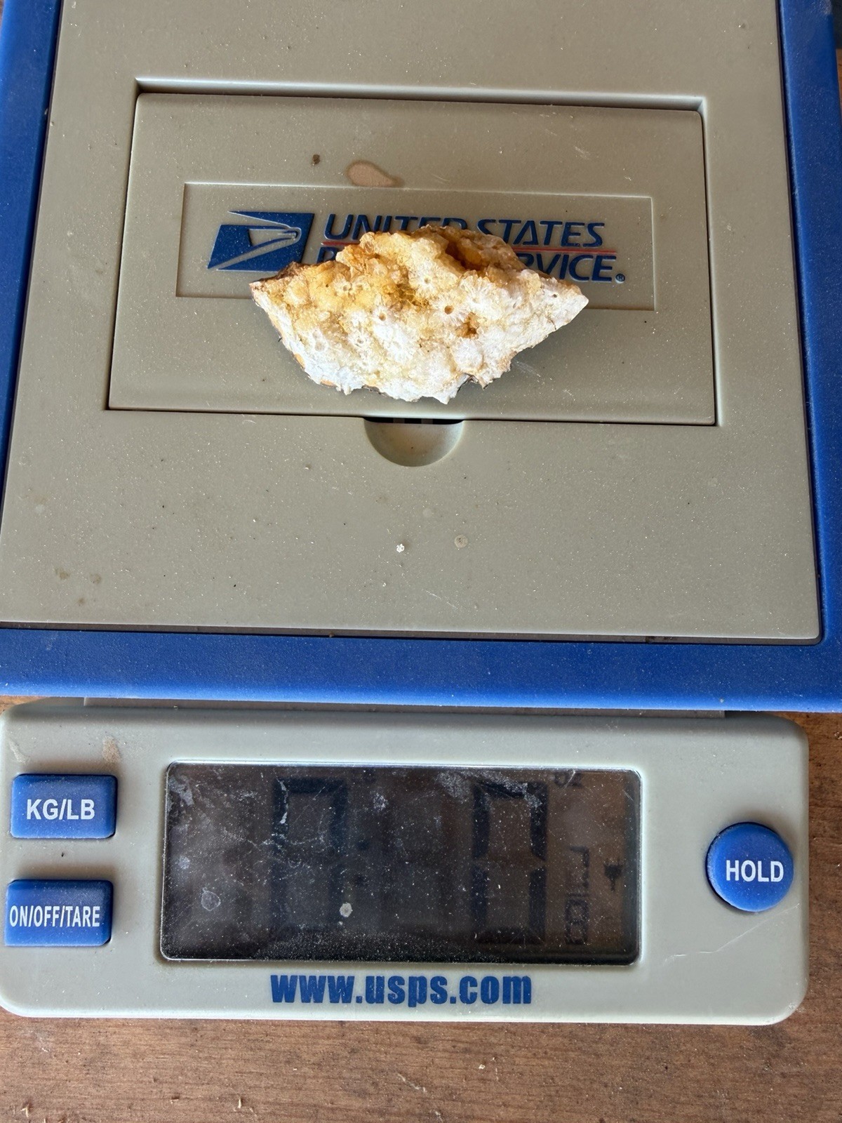 Kentucky Fossil Coral in Chalcedony/Quartz Natural Specimen – Raw Unpolished