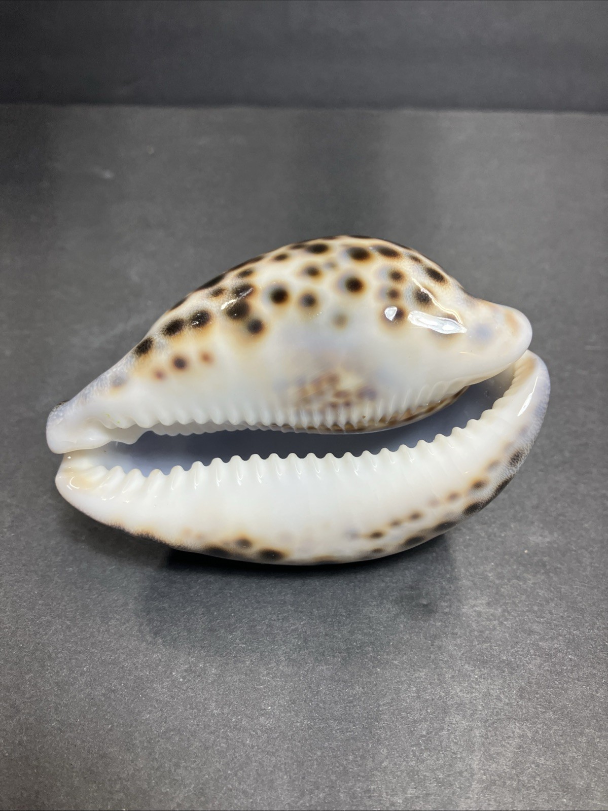 Tiger Cowrie-Cypraea Tigris Shell 3.75” – 9.5 Cm Long Nice Size And Color