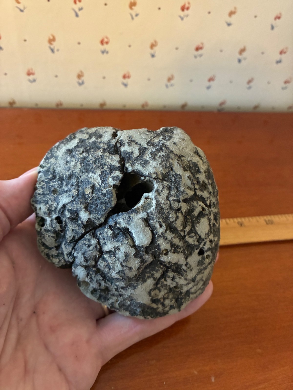 Giant Fossilized Clam Venice Beach Florida Scuba Dive Find 1-1/2 Pounds Fossil