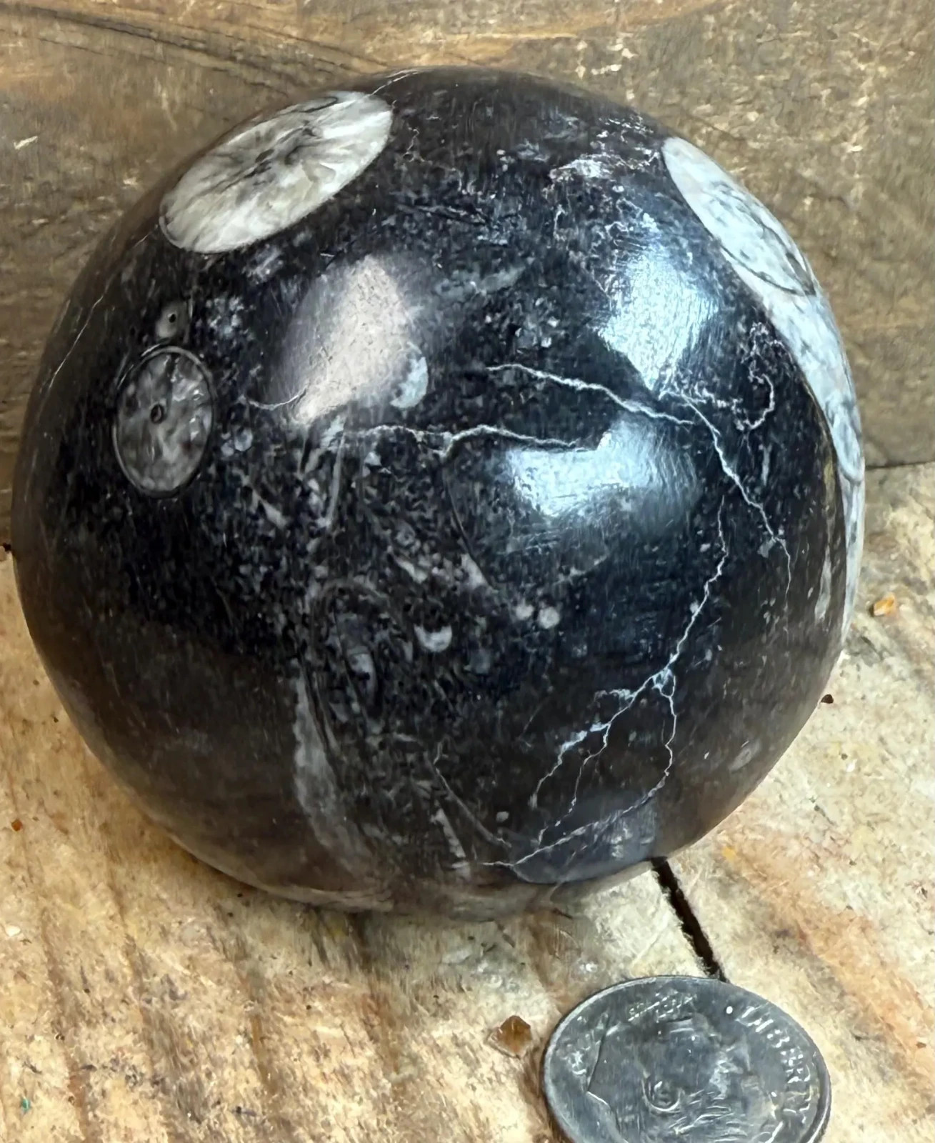 Polished Orthoceras Fossil Sphere (55mm)