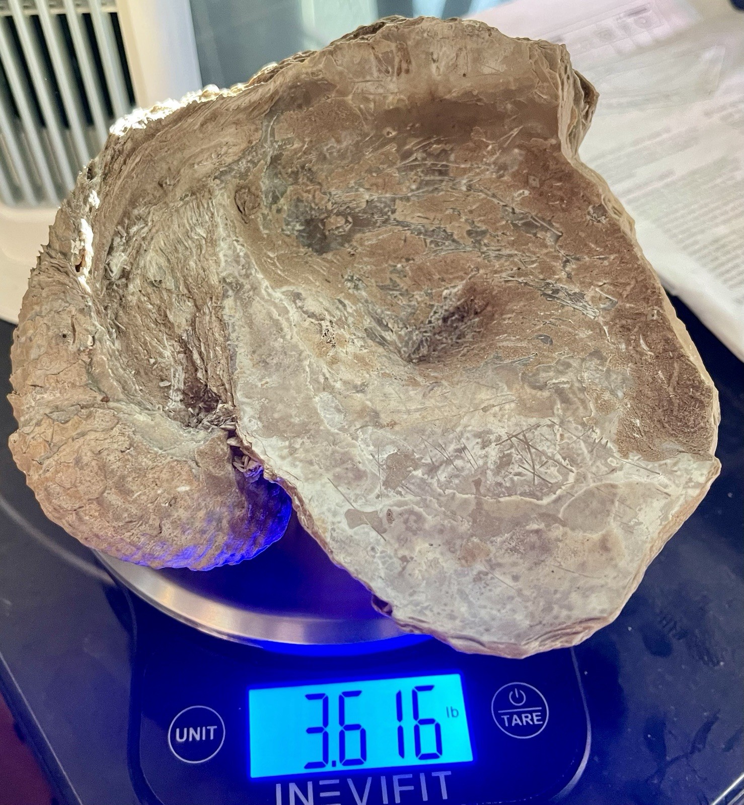 Giant Fossilized Oyster 1/2 Of The Shell 5” 3/16 L x 5” 15/16 L x 2 15/16 W