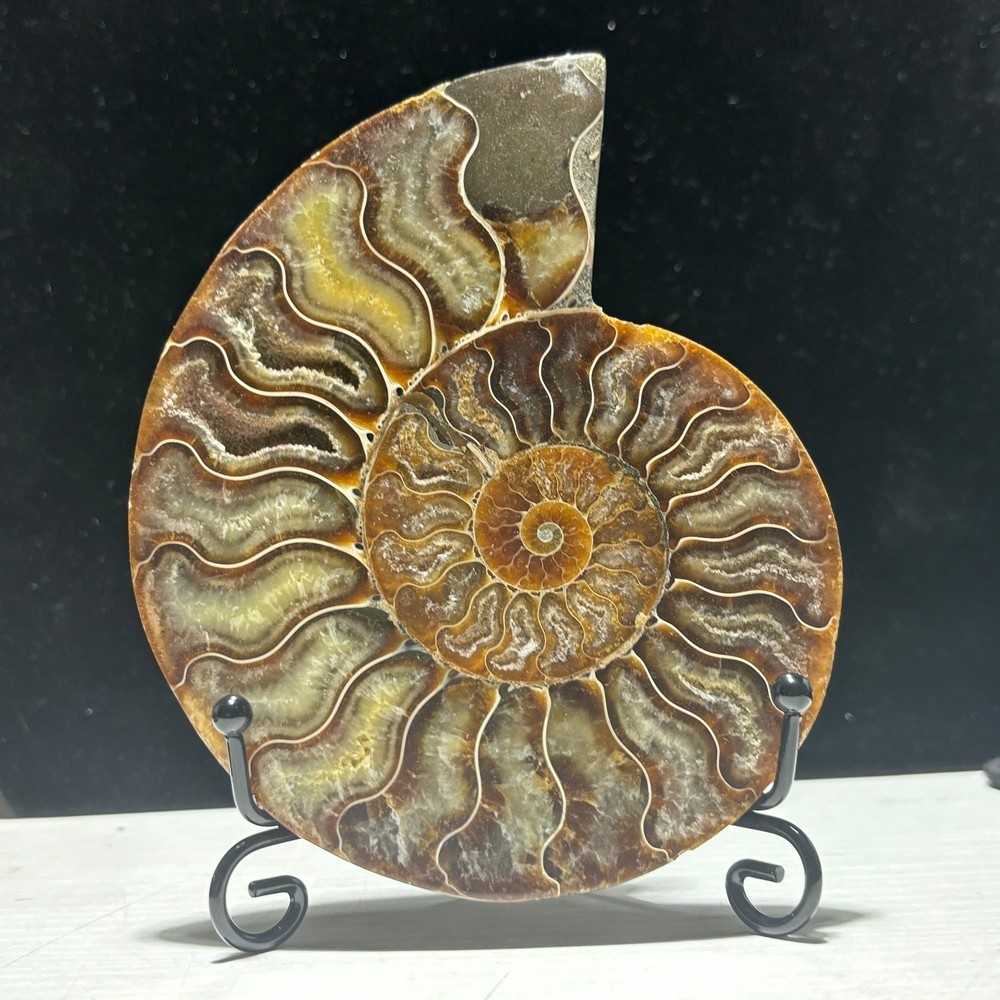 TOP 200G+ Natural ammonite fossil conch crystal specimen healing care 1pc