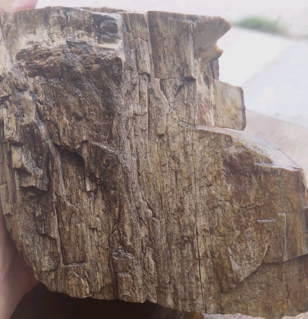 Petrified Wood 4lbs 9.5oz Limb Quartz Replaced Bark UV+ Henry Mountains UT Displ