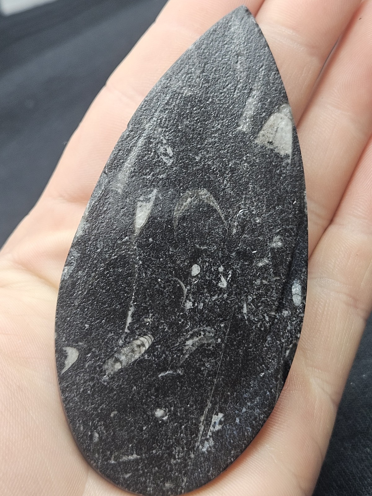 Polished Orthoceras Fossil Palm Stone – Morocco – Devonian Era Cephalopod
