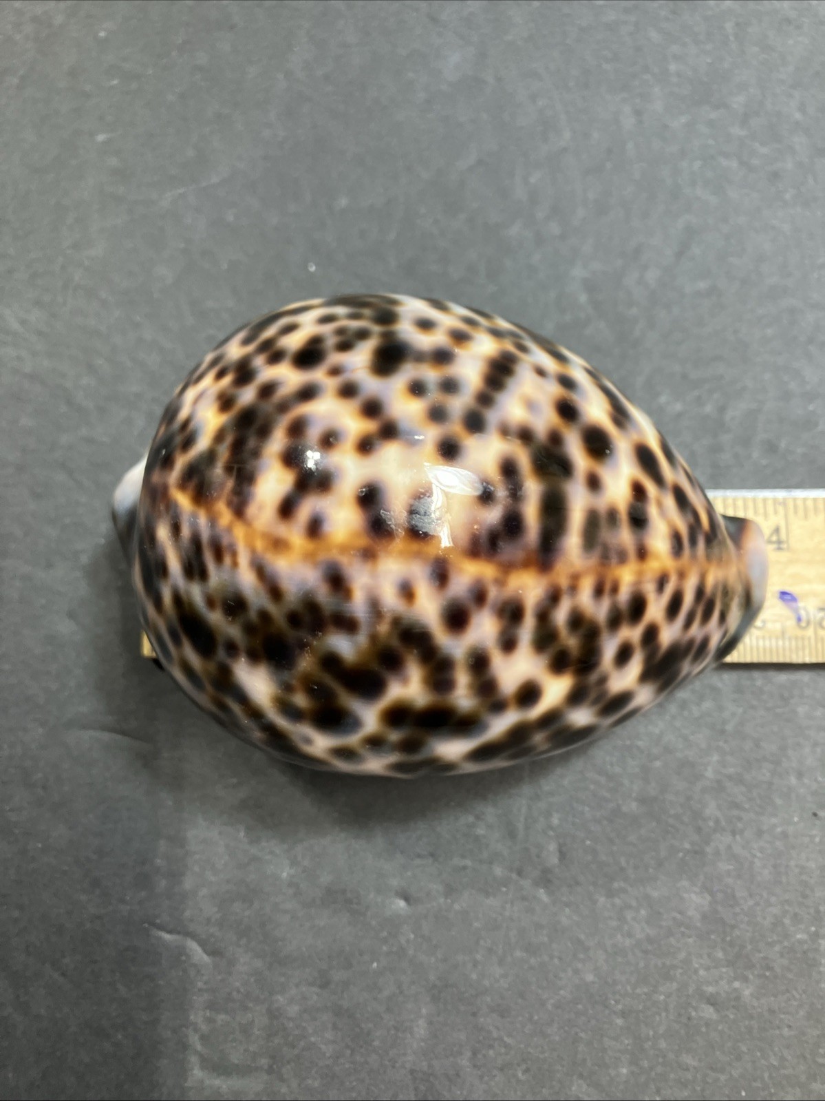 Tiger Cowrie-Cypraea Tigris Shell 3.75” – 9.5 Cm Long Nice Size And Color