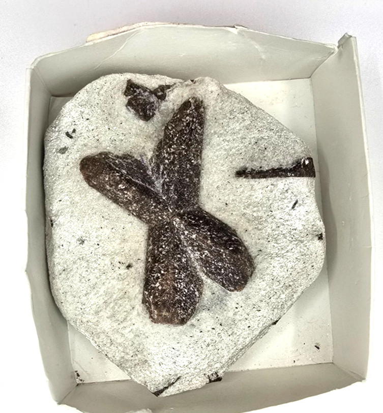 Fairy Cross Staurolite Mineral Specimen in Display Box Open Box INVKE187