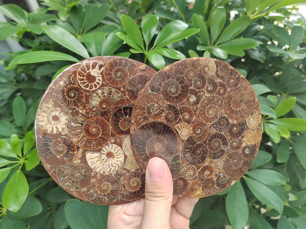 Natural Ammonite Disc Fossil Conch Specimen Healing +Stand 1PC