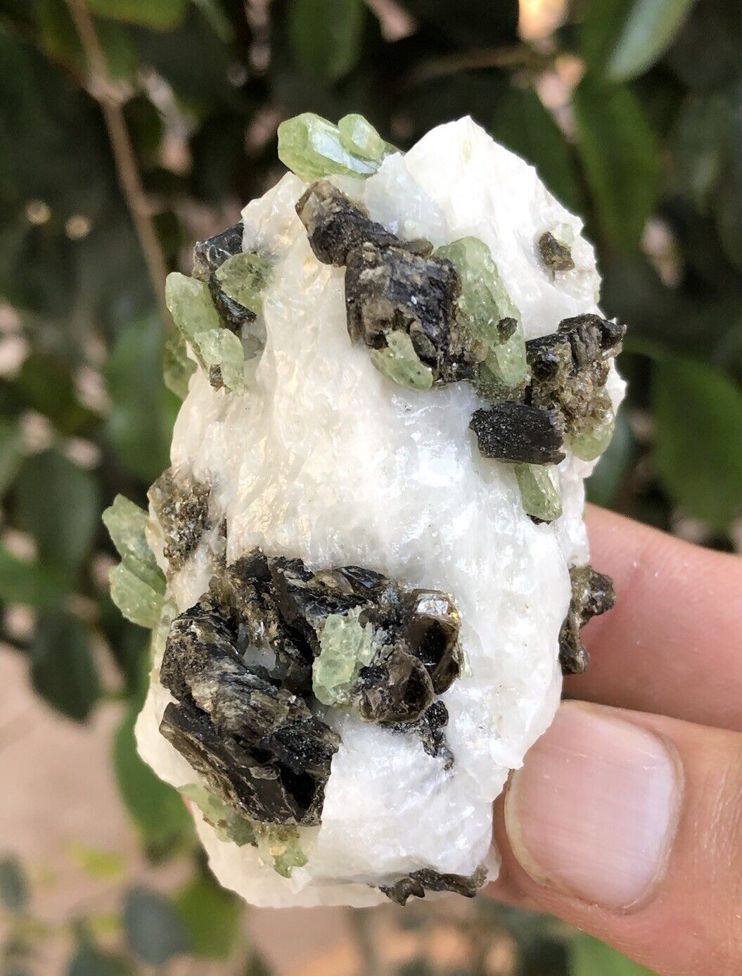 Natural rare green diopside crystals on white calcite with brown phlogopite