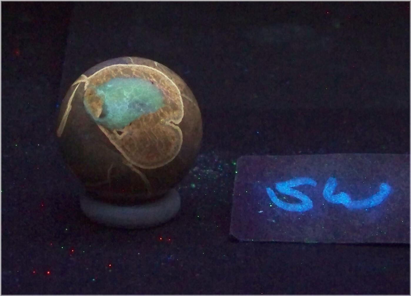 Fluorescent Septarian Nodule Piece 29mm Sphere for UV Collection 6295