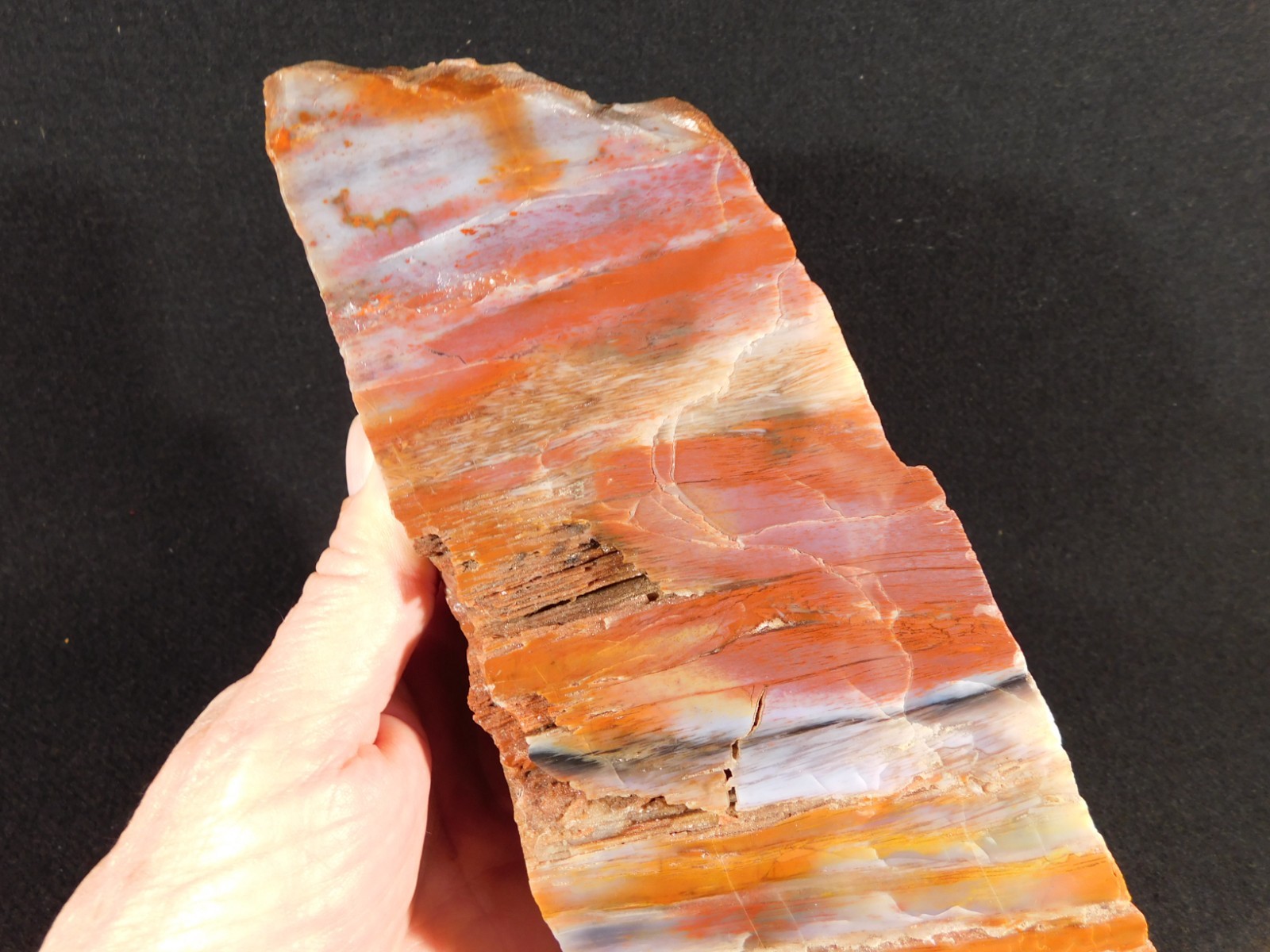 Big Free Standing Polished Deep RED Petrified RAINBOW WOOD Fossil Arizona 1791gr