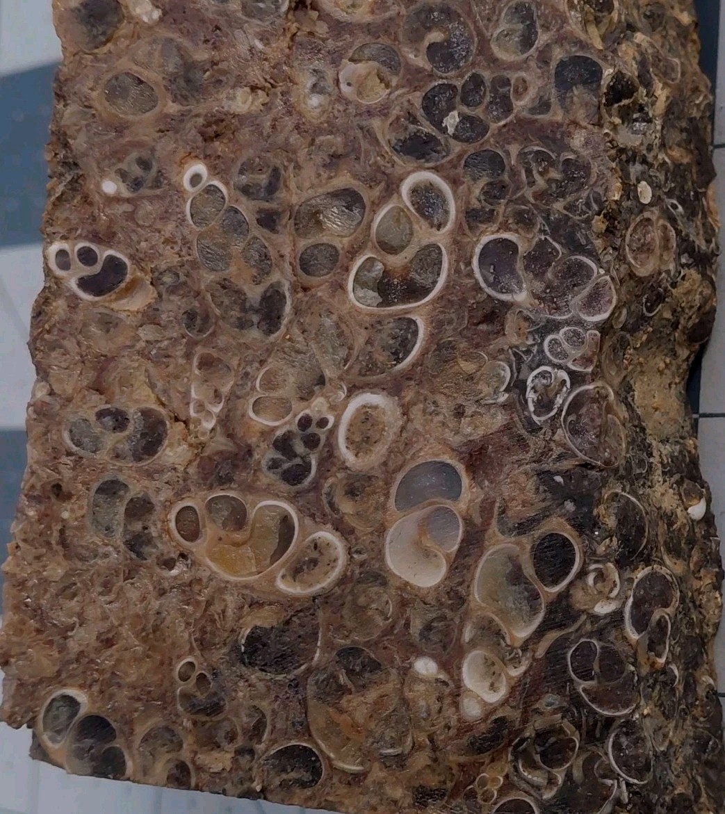 1 lb Turritella Agate Cross Section Snail Fossils Slabbed 4 Sides 5 3/4″ Wyoming