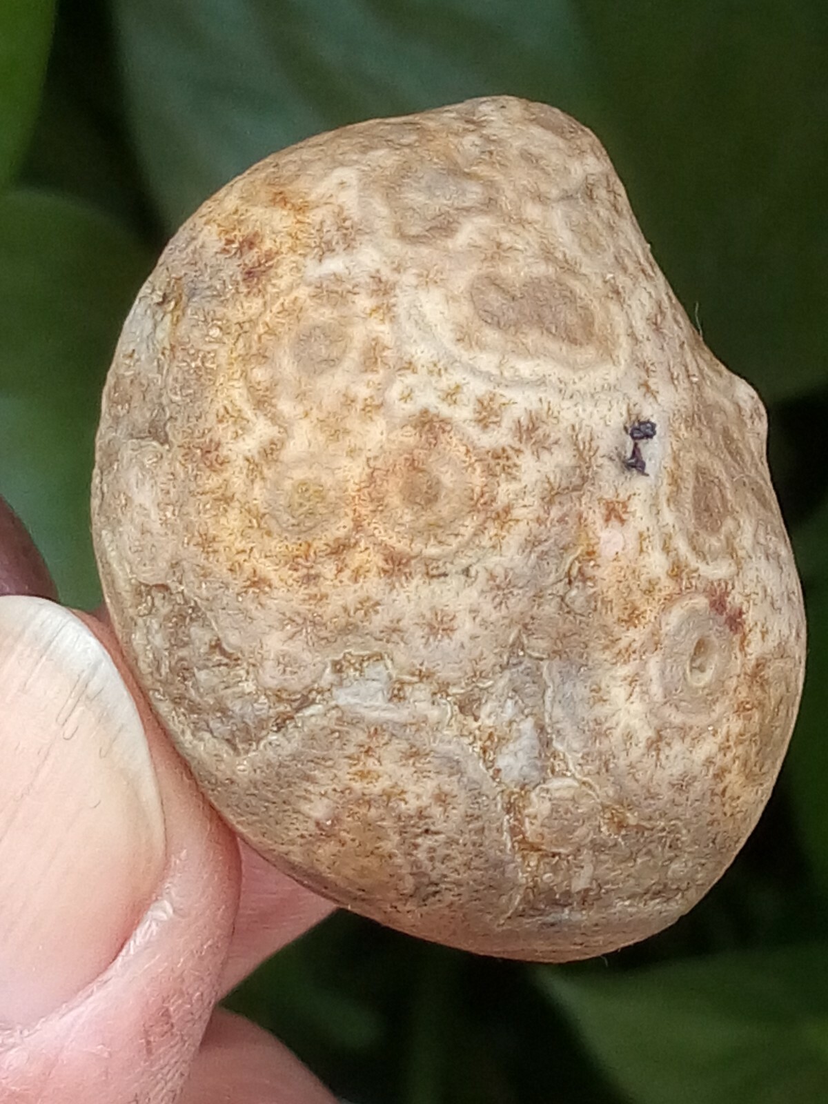 36mm Natural GoBi agate eye agate stone collection china