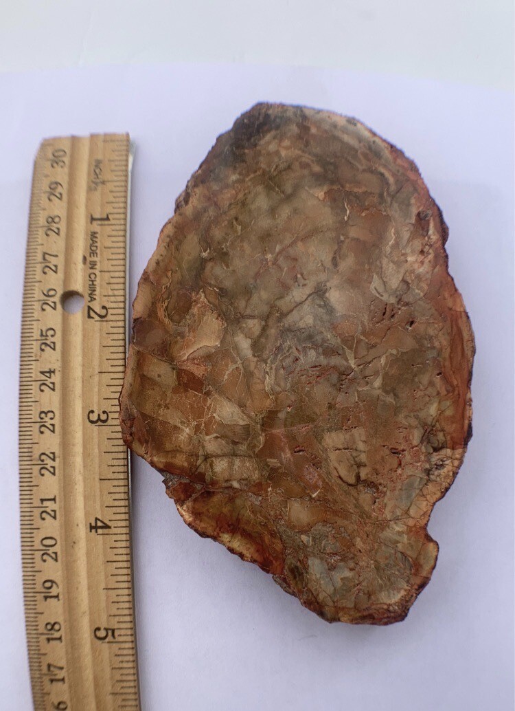 Petrified Wood Slab 308 Gram/both Sides Polished,Bark Ring On/Beautiful Specimen