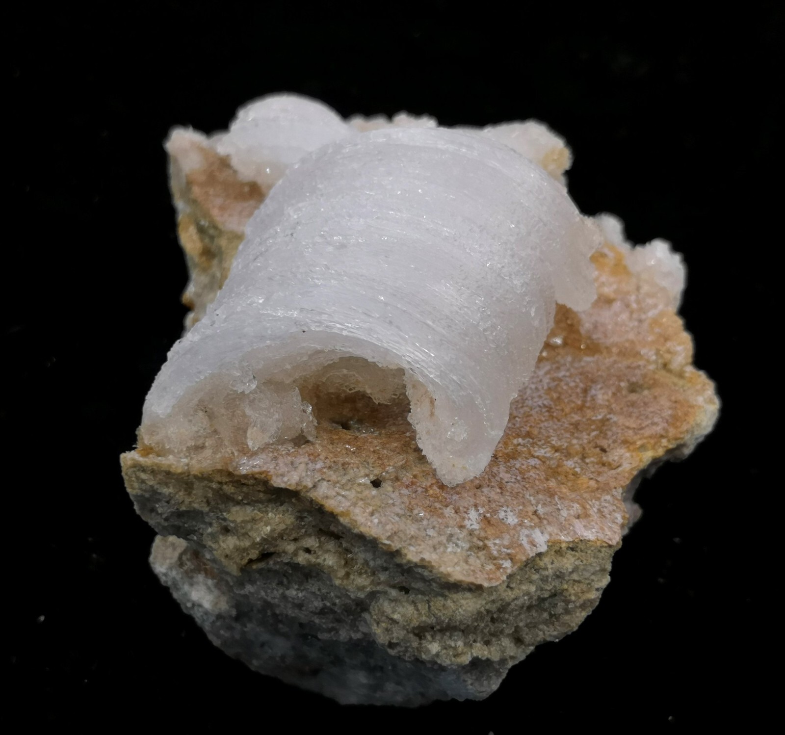 84mm ‘Ram’s Horn’ shape Selenite (Gypsum), Natural Mineral Specimen
