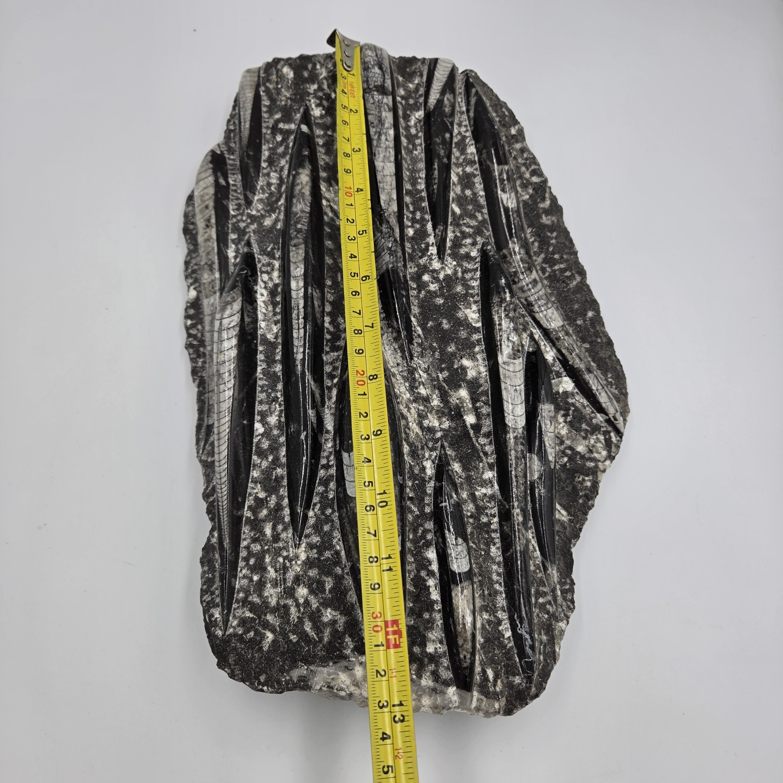 Large 15″ Polished Orthoceras Fossil Plate Black Limestone Morocco Display…