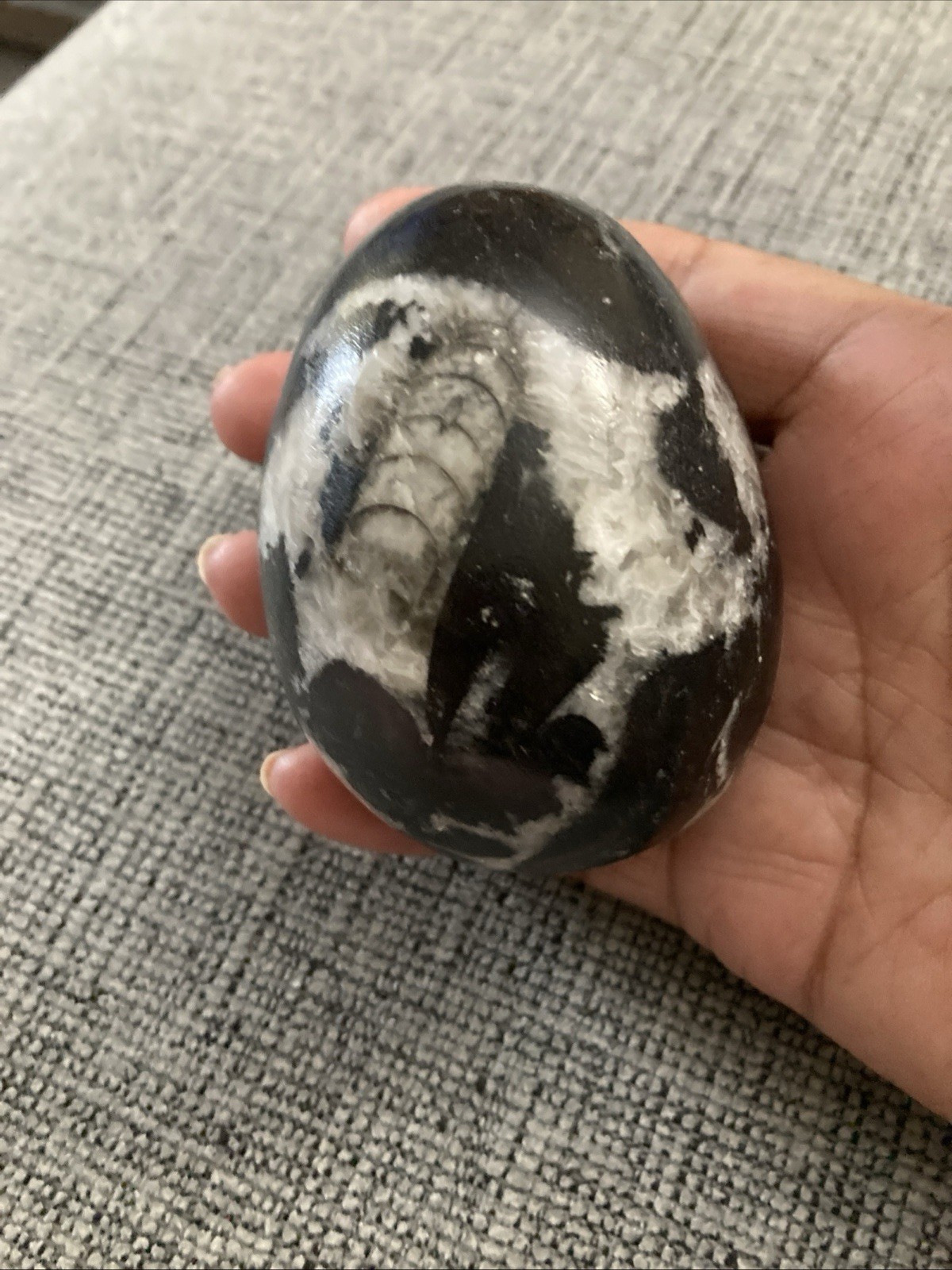 Fossilized Stone Egg