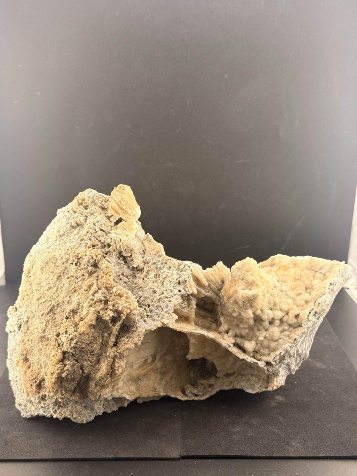 Large Natural Self Collected Florida Advertised Coral Natural Specimen