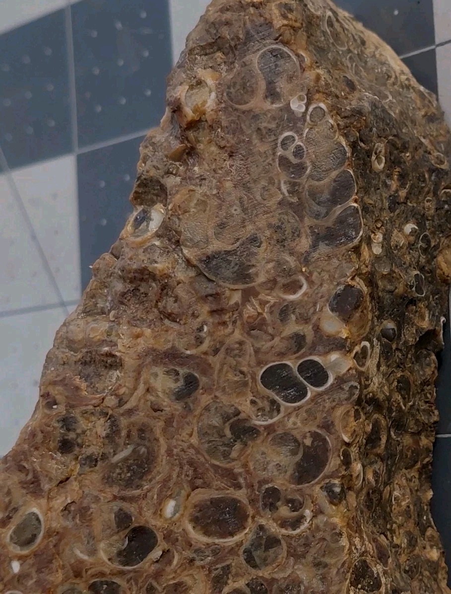 1 lb Turritella Agate Cross Section Snail Fossils Slabbed 4 Sides 5 3/4″ Wyoming