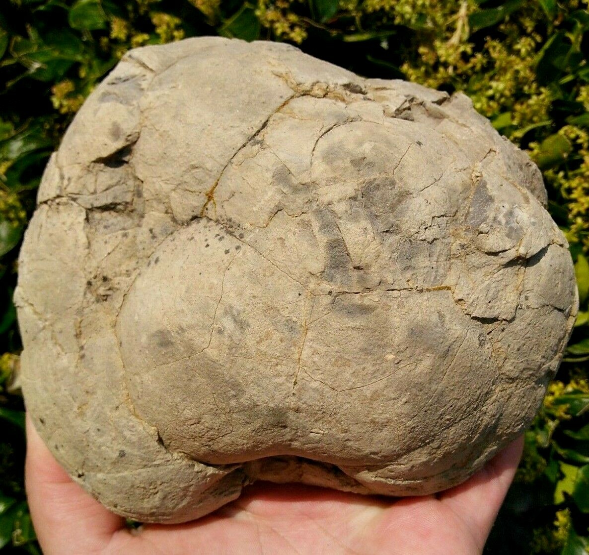 FACE CUT SEPTARIAN NODULE YELLOW CALCITE BRECCIA WHITE CRYSTAL UTAH 3LBS 9.1OZ!