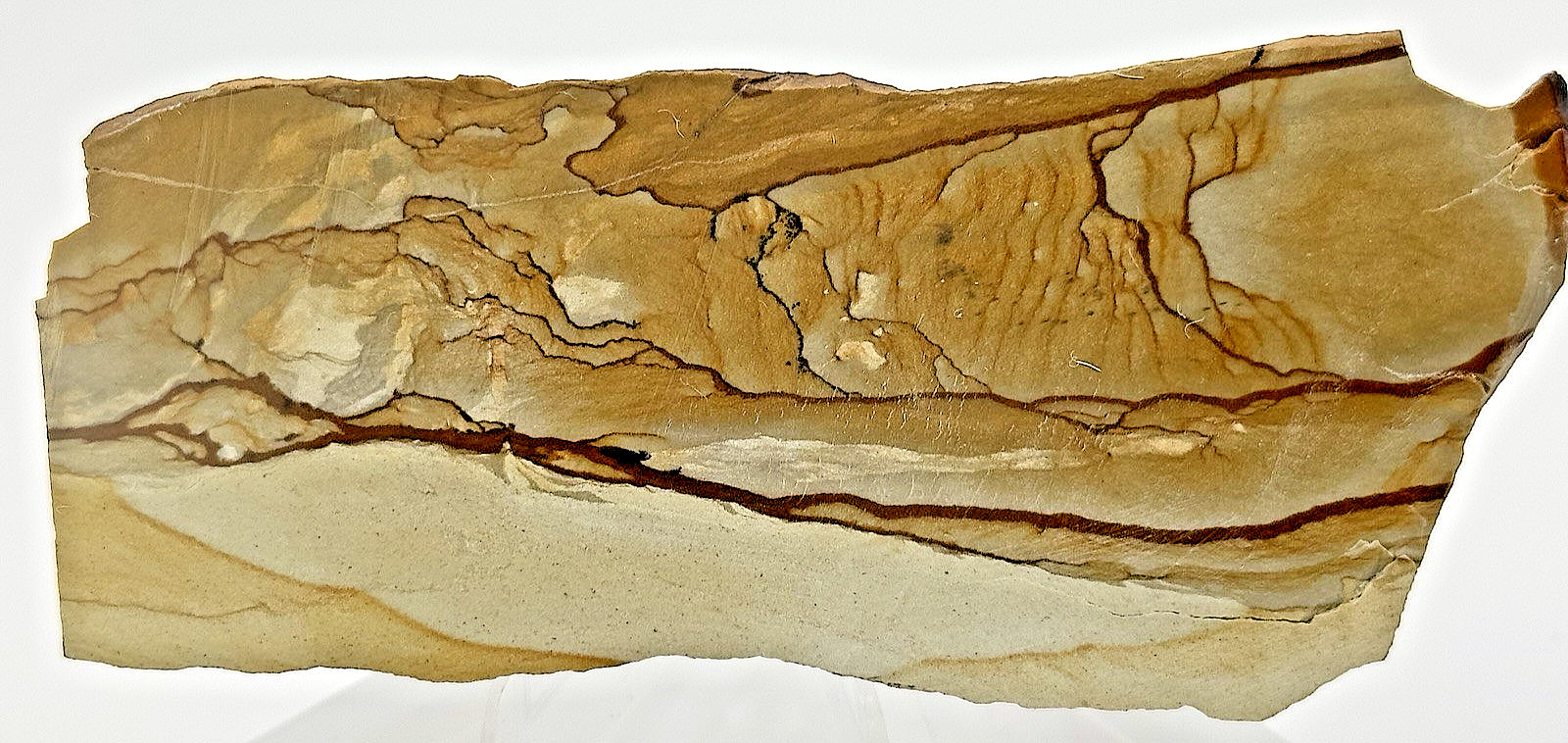 2) Rare Polished Ohwlee Picture Jasper Slab 5.25″ Display Specimen 2.8 oz