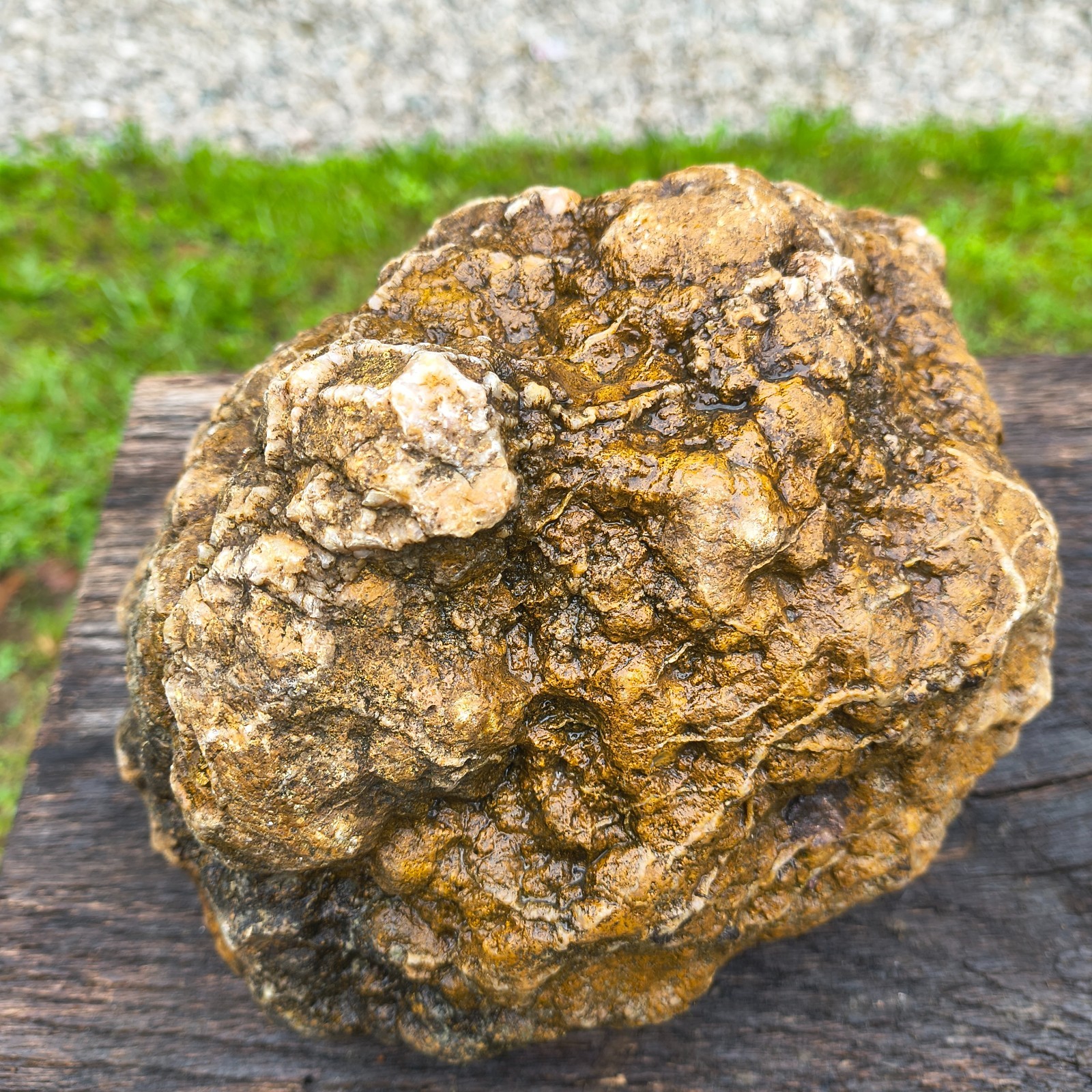 Large Kentucky Geode Natural Unopened Crystal Geode Collector Specimen