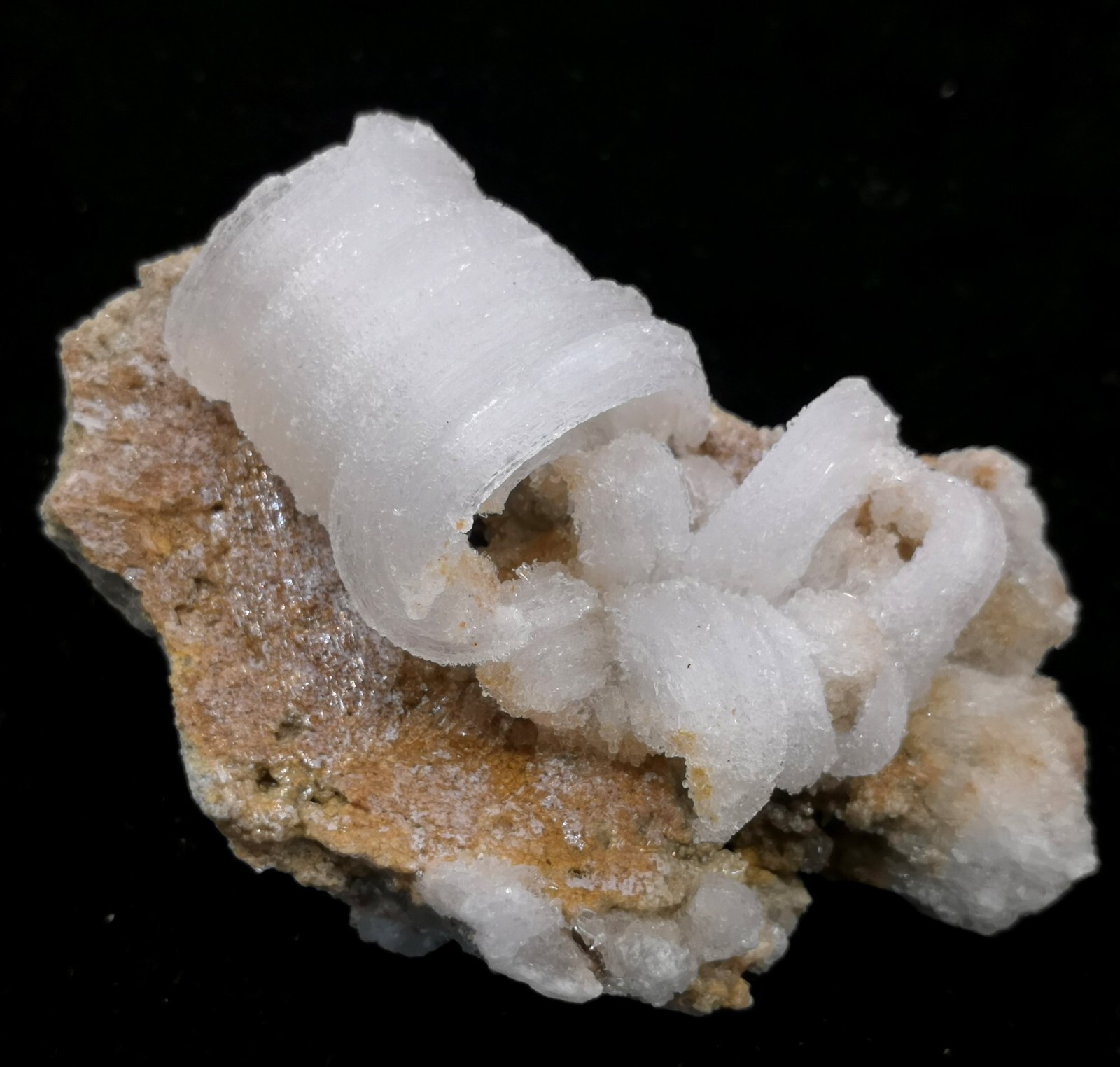 84mm ‘Ram’s Horn’ shape Selenite (Gypsum), Natural Mineral Specimen