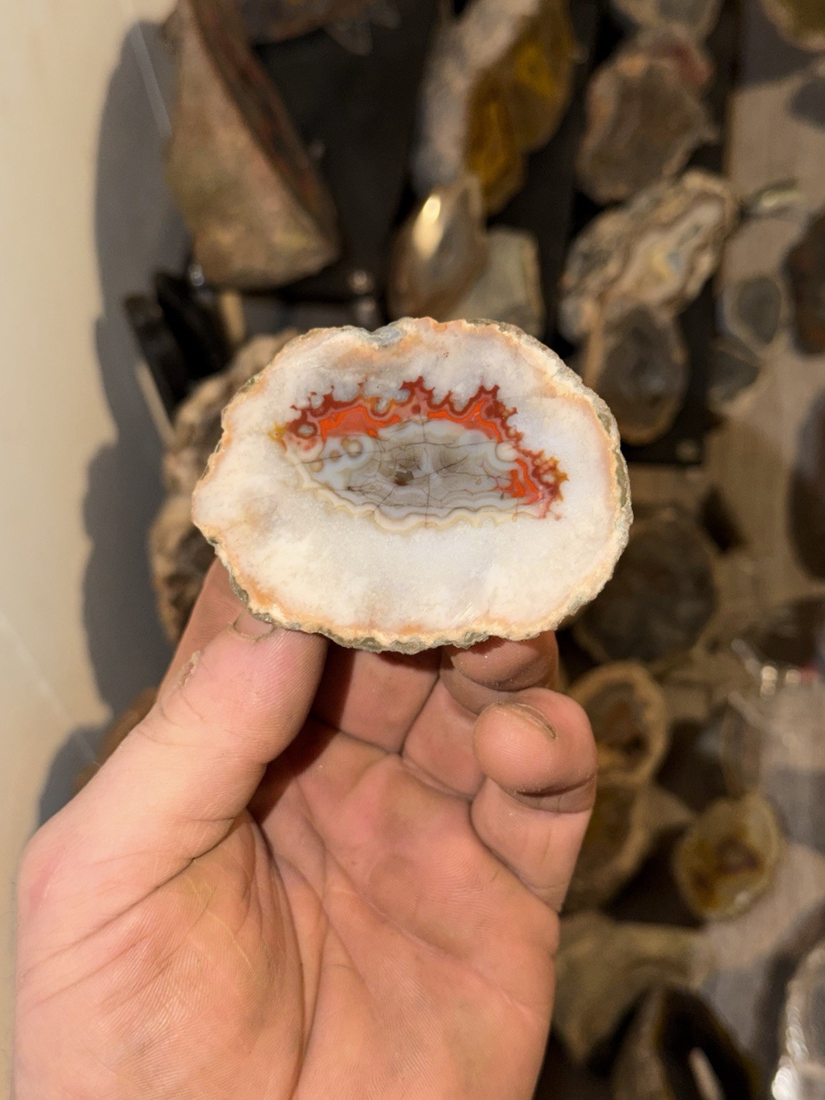 Imperial Kentucky Agate Specimen USA Red White And Blue Half Nodule Polished