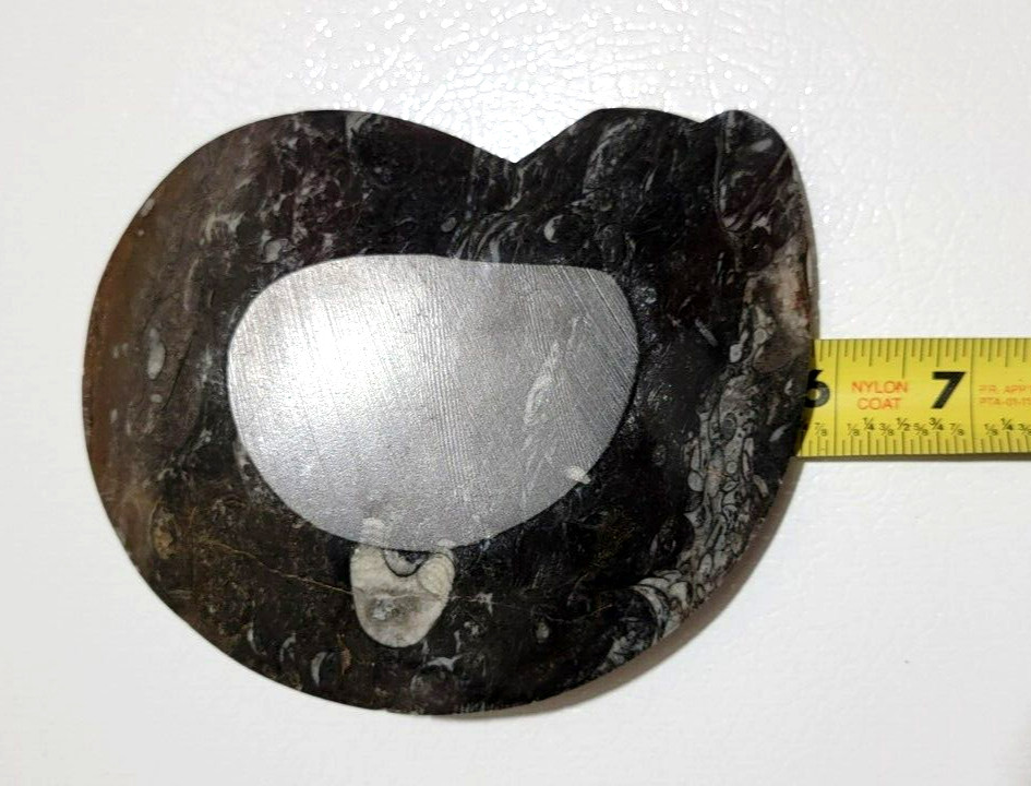 Polished Marble Orthoceras Fossil Shell Shaped Bowl