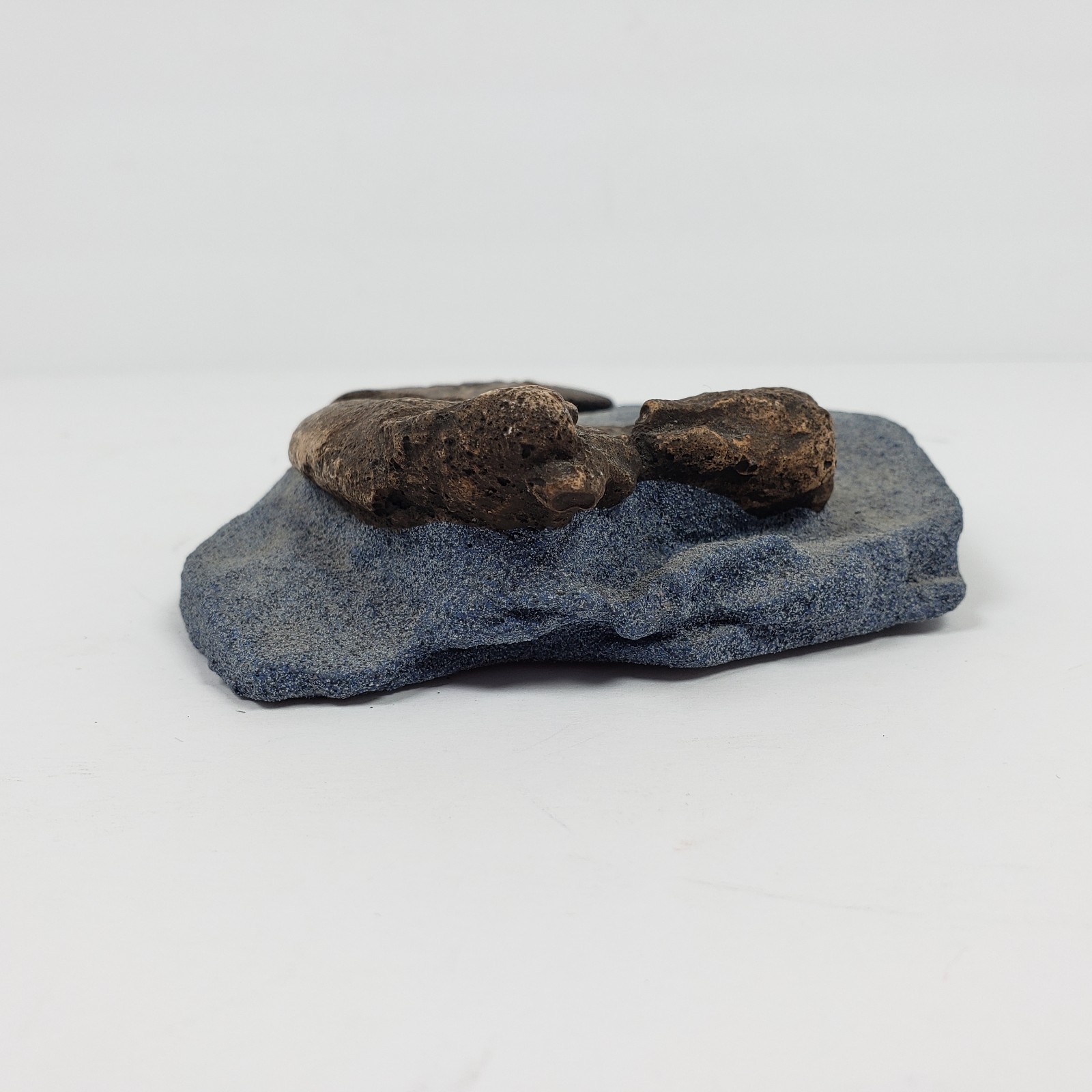 Unbranded Home Decor Copy Of a Fossilized Claw